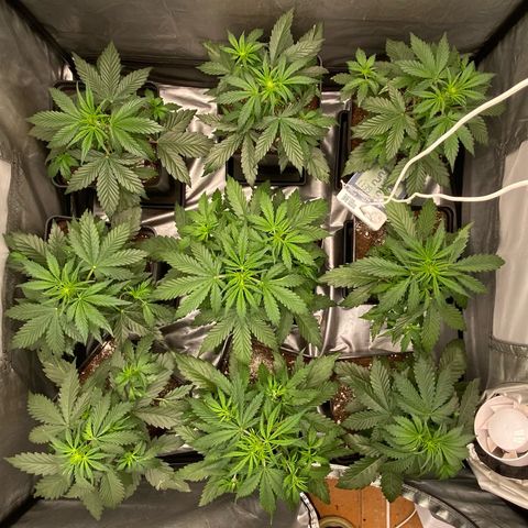 Auto Somango growlog timeline photo