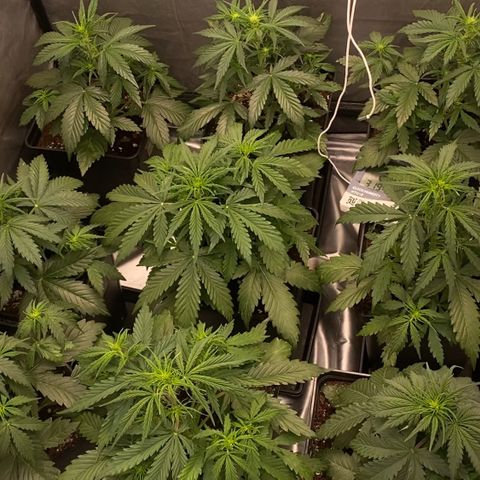 Auto Somango growlog timeline photo