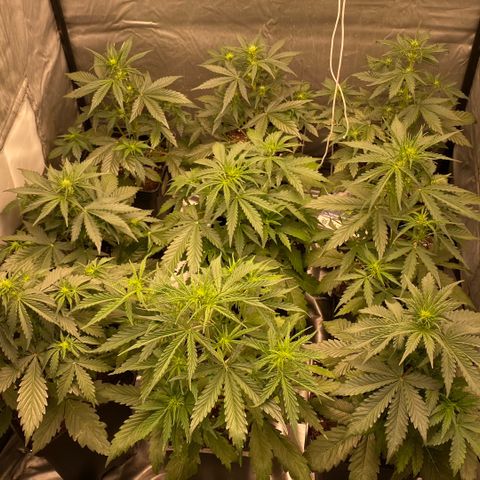 Auto Somango growlog timeline photo