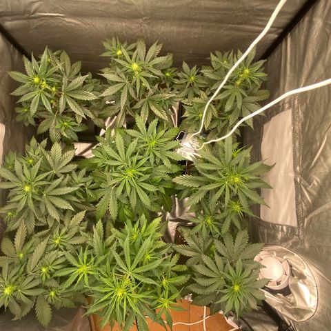 Auto Somango growlog timeline photo