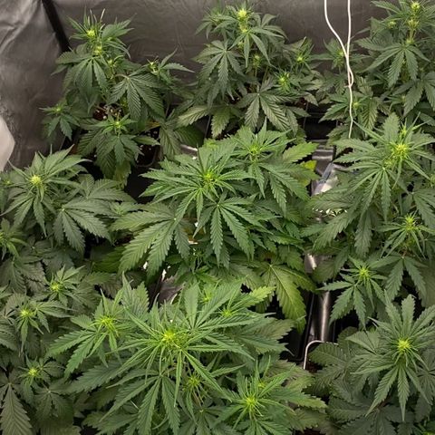 Auto Somango growlog timeline photo