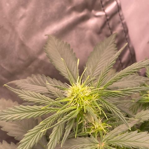Auto Somango growlog photo: N 7, 8 y 5