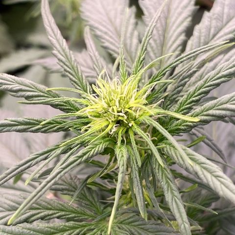 Auto Somango growlog photo: N 7, 8 y 5