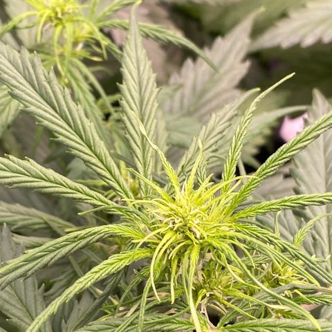 Auto Somango growlog photo: N 7, 8 y 5