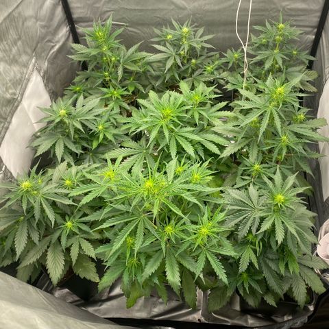 Auto Somango growlog timeline photo