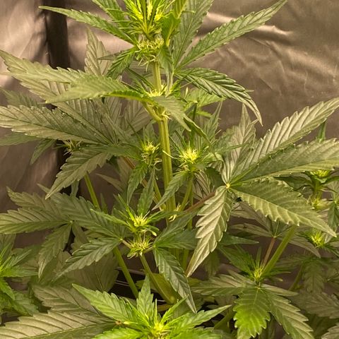 Auto Somango growlog timeline photo