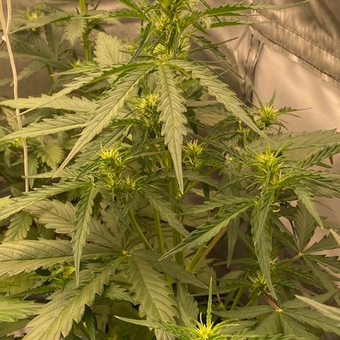 Auto Somango growlog timeline photo