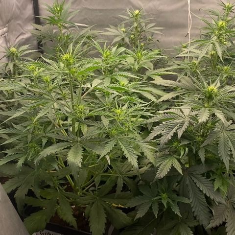 Auto Somango growlog timeline photo