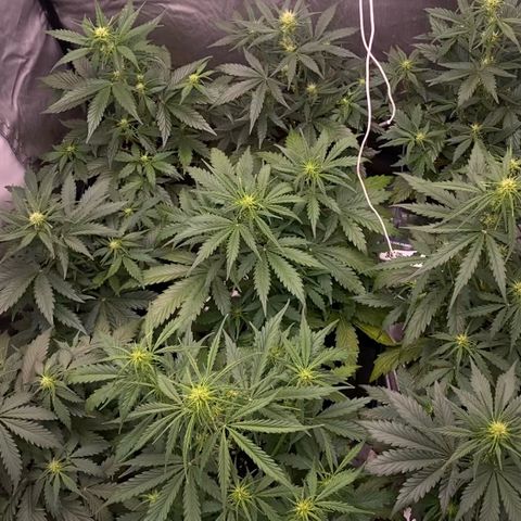 Auto Somango growlog timeline photo