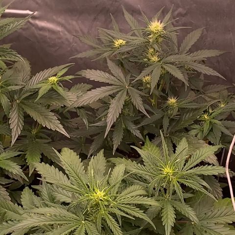 Auto Somango growlog timeline photo