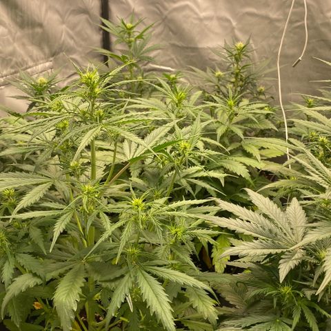 Auto Somango growlog timeline photo
