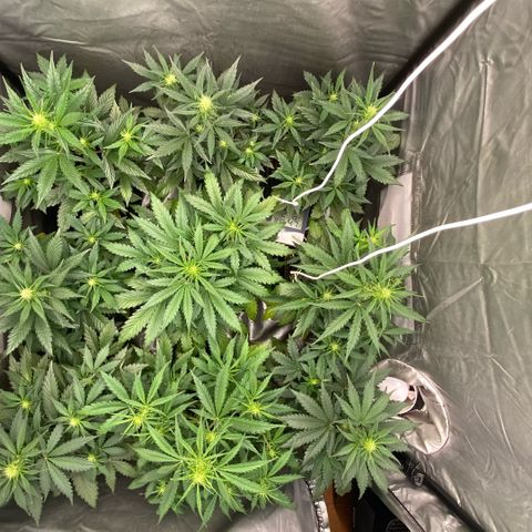 Auto Somango growlog timeline photo