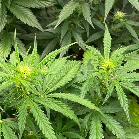 Auto Somango growlog timeline photo
