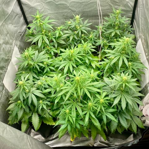 Auto Somango growlog timeline photo