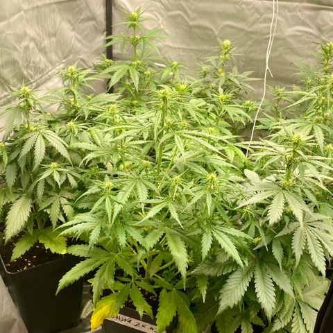 Auto Somango growlog timeline photo