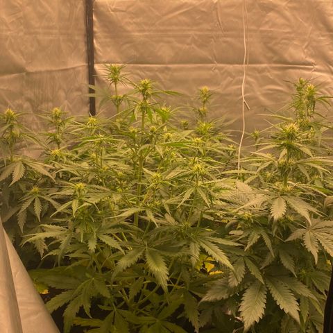 Auto Somango growlog photo: Espectaculares, fenos 2 y 3