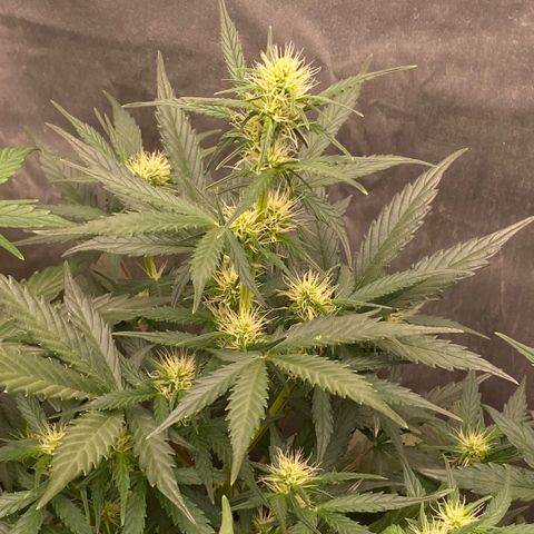 Auto Somango growlog photo: Espectaculares, fenos 2 y 3