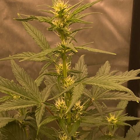 Auto Somango growlog photo: Espectaculares, fenos 2 y 3
