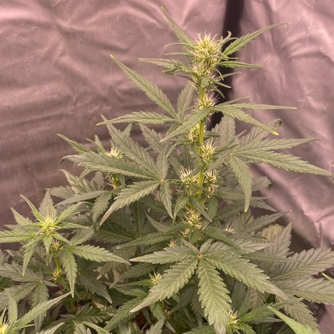 Auto Somango growlog timeline photo