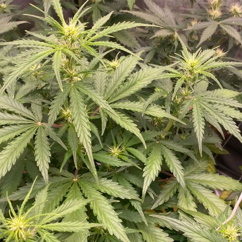 Auto Somango growlog timeline photo