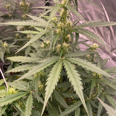 Auto Somango growlog timeline photo