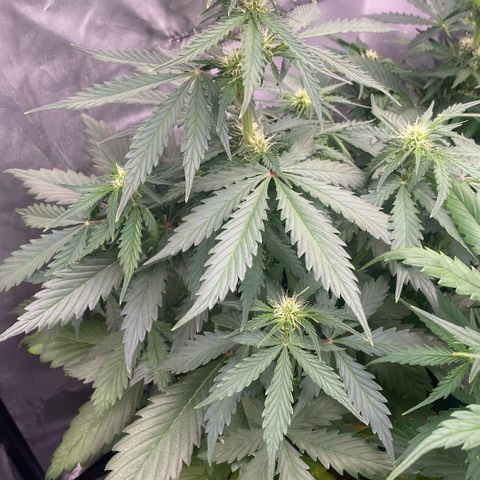 Auto Somango growlog timeline photo