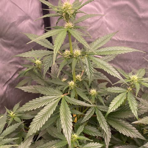 Auto Somango growlog timeline photo