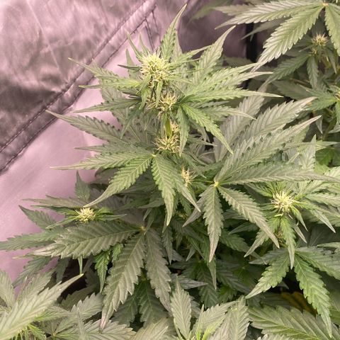 Auto Somango growlog timeline photo