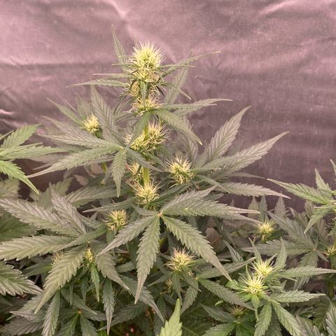 Auto Somango growlog timeline photo