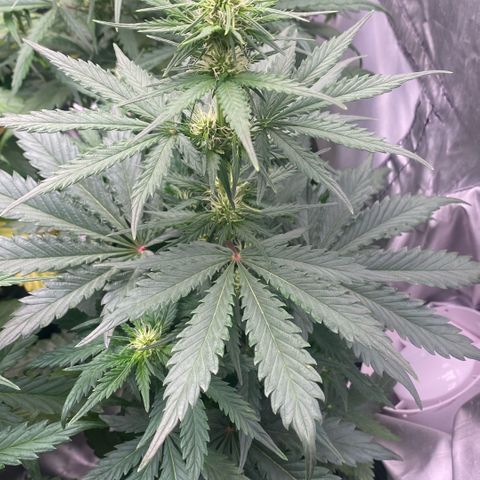 Auto Somango growlog timeline photo