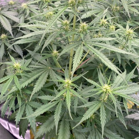 Auto Somango growlog timeline photo
