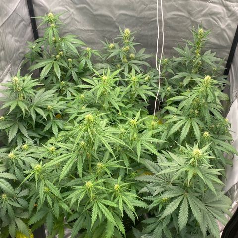 Auto Somango growlog timeline photo