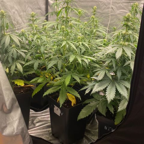 Auto Somango growlog timeline photo