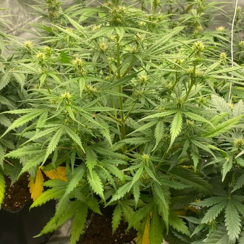 Auto Somango growlog timeline photo