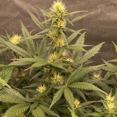Auto Somango growlog timeline photo