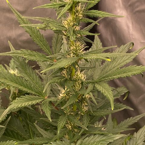 Auto Somango growlog timeline photo
