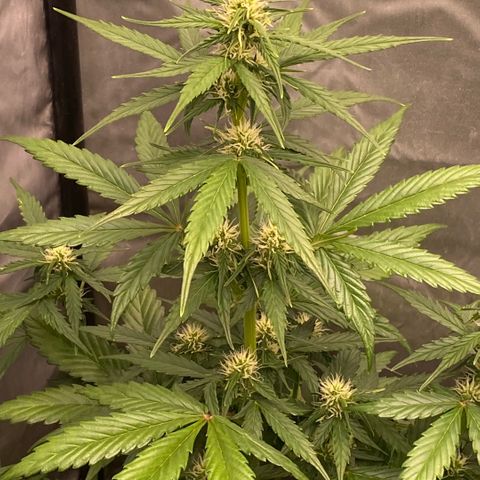 Auto Somango growlog timeline photo