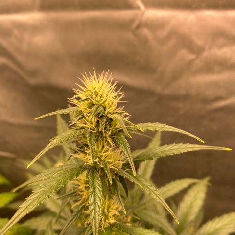 Auto Somango growlog timeline photo