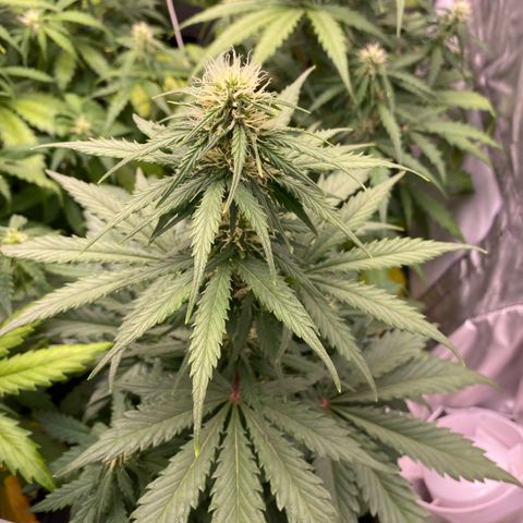 Auto Somango growlog timeline photo