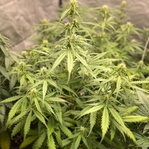 Auto Somango growlog timeline photo