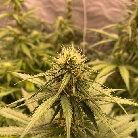 Auto Somango growlog timeline photo