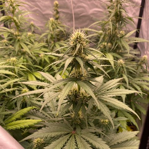 Auto Somango growlog timeline photo