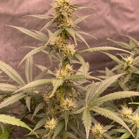 Auto Somango growlog timeline photo