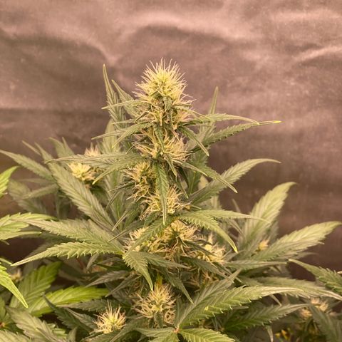 Auto Somango growlog photo: Va cogiendo forma☺️😍😋
