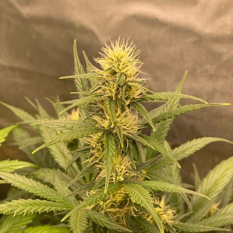Auto Somango growlog photo: Va cogiendo forma☺️😍😋