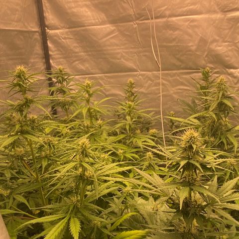 Auto Somango growlog photo: Va cogiendo forma☺️😍😋