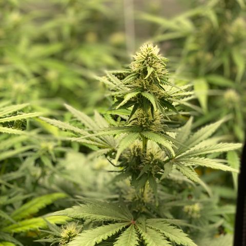 Auto Somango growlog photo: Va cogiendo forma☺️😍😋