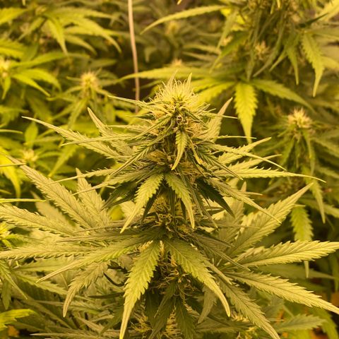 Auto Somango growlog photo: Va cogiendo forma☺️😍😋