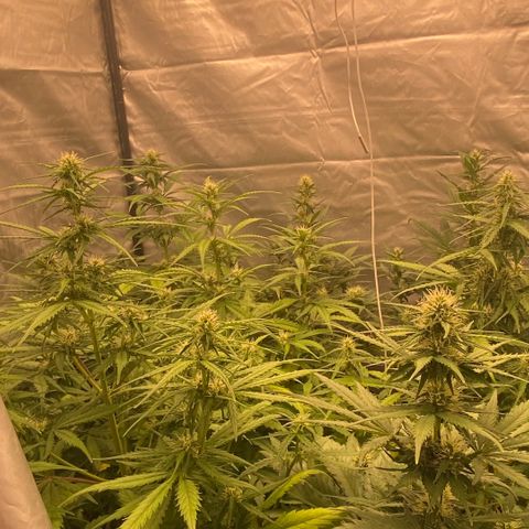 Auto Somango growlog timeline photo