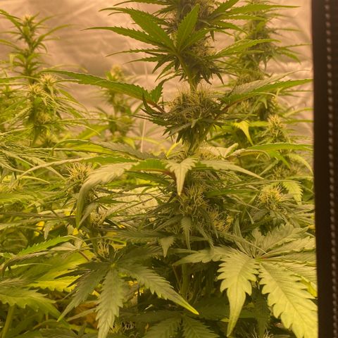Auto Somango growlog timeline photo